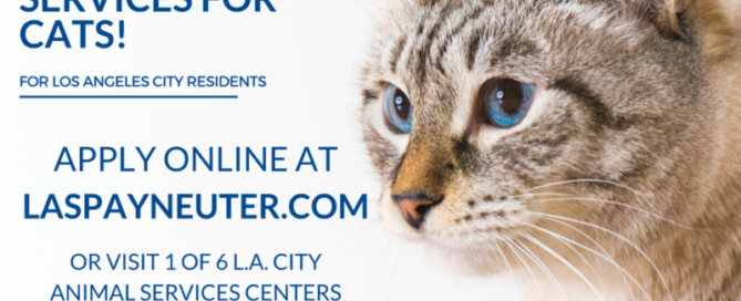 Free spay neuter for cats