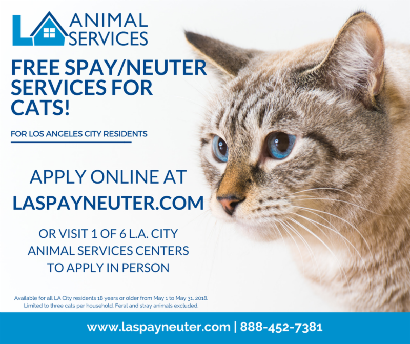spay or neuter cat