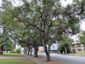 Hollywood High School trees