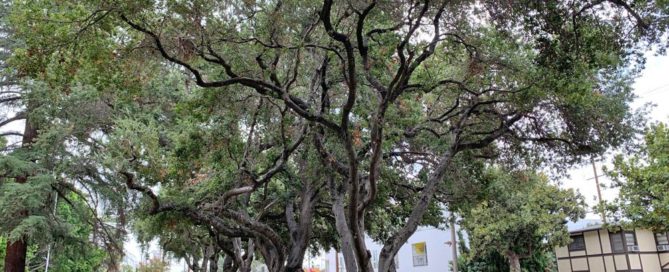 Hollywood High School trees